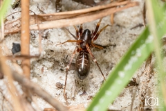 Castianeira gertschi