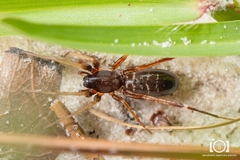 Castianeira gertschi