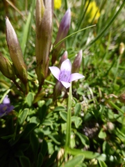 Gentianella columnae