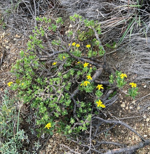 Image of Othonna arborescens by (c) Justin Ponder, some rights reserved (CC BY)