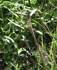 Paragomphus balneorum