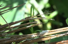 Paragomphus balneorum