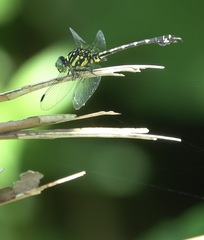 Paragomphus balneorum