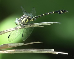 Paragomphus balneorum