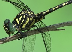 Paragomphus balneorum
