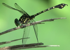 Paragomphus balneorum