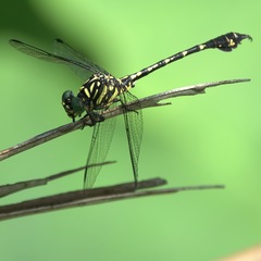 Paragomphus balneorum