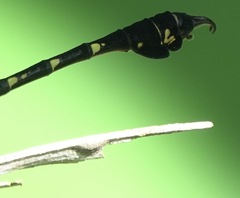 Paragomphus balneorum