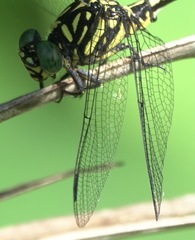 Paragomphus balneorum
