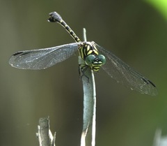 Paragomphus balneorum