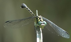 Paragomphus balneorum