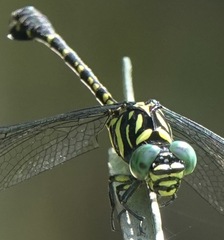 Paragomphus balneorum