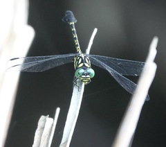 Paragomphus balneorum