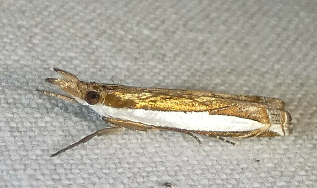 Large-striped Grass-veneer