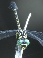 Paragomphus balneorum