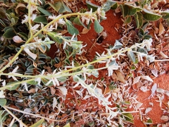 Requienia sphaerosperma