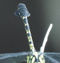 Paragomphus balneorum