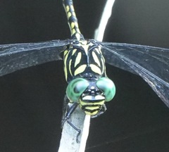 Paragomphus balneorum