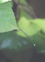 Teinobasis samaritis