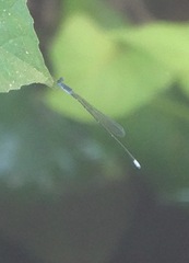 Teinobasis samaritis