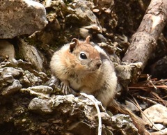 Callospermophilus lateralis certus