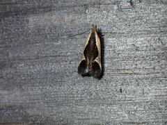 Dichomeris flavocostella