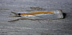 Crambus girardellus