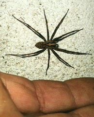 Eratigena inermis