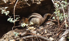 Callospermophilus lateralis certus
