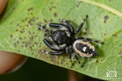 Phidippus workmani