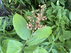 Maianthemum racemosum