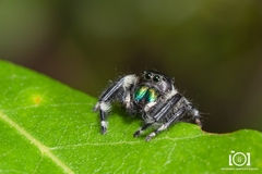 Phidippus workmani