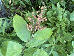 Maianthemum racemosum