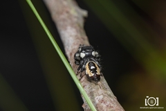 Phidippus workmani