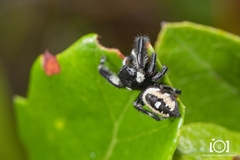 Phidippus workmani