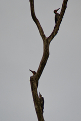 Mulleripicus pulverulentus