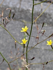 Mycelis muralis