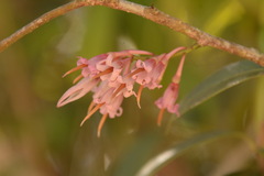 Agapetes lobbii
