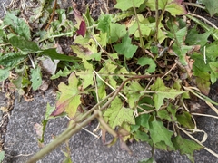 Mycelis muralis