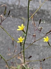 Mycelis muralis