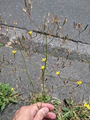 Mycelis muralis