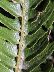 Polystichum imbricans