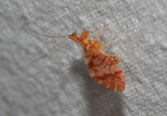 Mucroberotha vesicaria