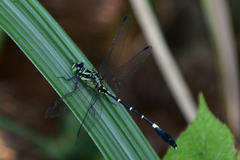 Euthygomphus koxingai