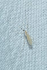 Cheilotrichia imbuta