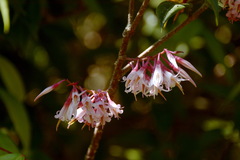 Agapetes lobbii