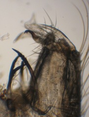 Cheilotrichia imbuta