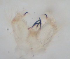Cheilotrichia imbuta