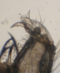 Cheilotrichia imbuta