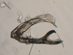 Cheilotrichia imbuta